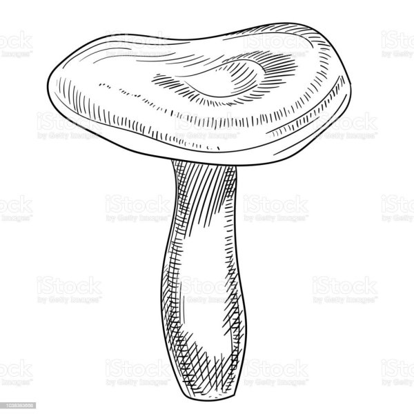 Волнушка рисунок карандашом