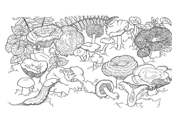 Раскраска грибы в лесу