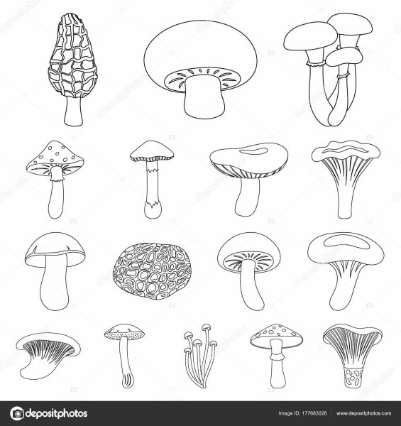 Грибы маленькие раскраска
