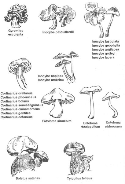 Несъедобные грибы раскраска с названиями