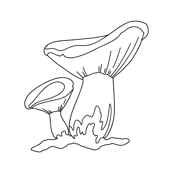 Раскраска гриб сыроежка