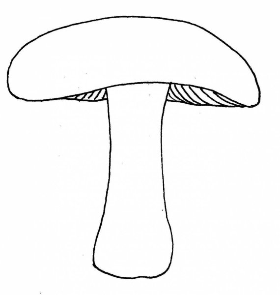 Контур гриба сыроежка