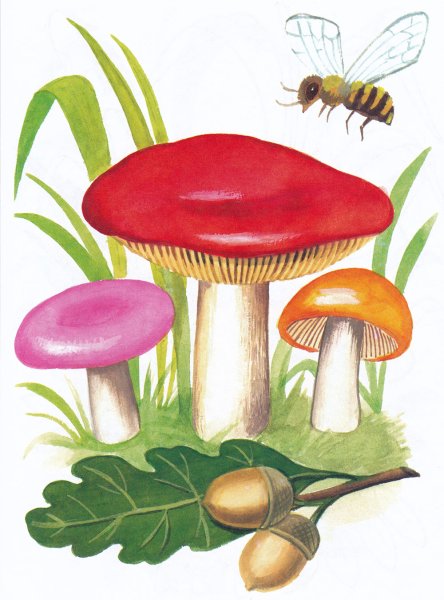 Сыроежка гриб