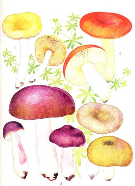 Сыроежка Келле