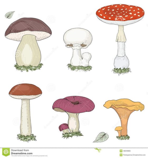 Съедобный и несъедобный гриб срисовать