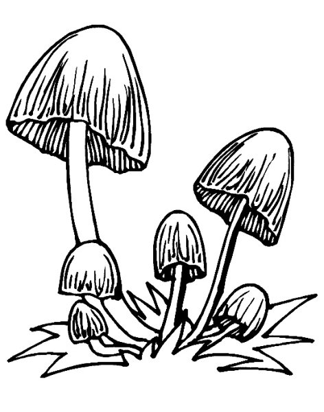 Раскраска бледная поганка гриб
