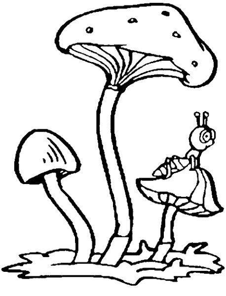 Бледная поганка раскраска