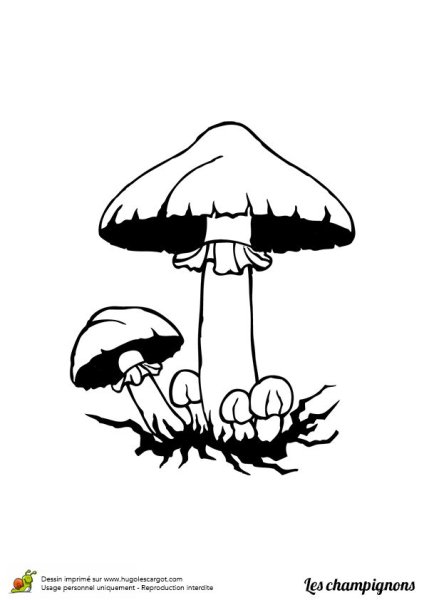 Раскраска гриб поганка