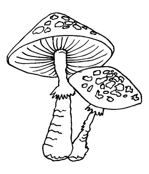 Бледная поганка разукрашка