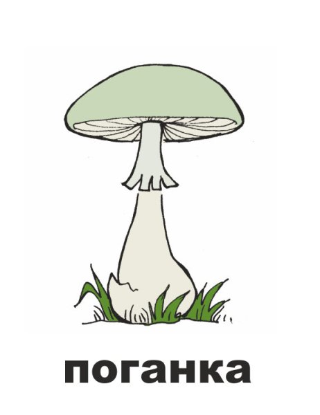 Бледная поганка гриб рисунок для детей