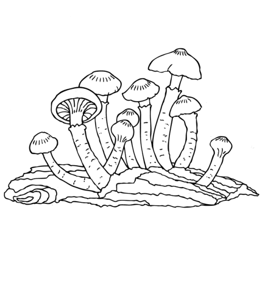 Грибы опята раскраска для детей