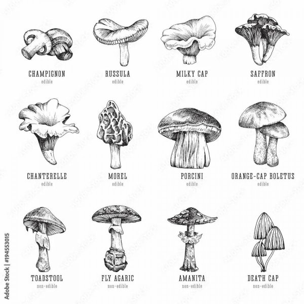 Съедобные и несъедобные грибы черно-белая для детей