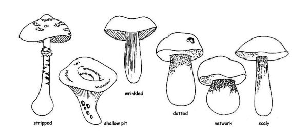 Форма гриба для детей