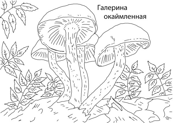 Галерина окаймлённая раскраска