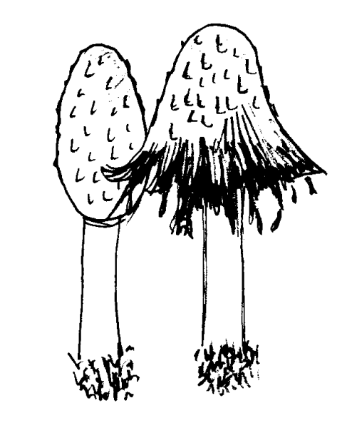 Гриб навозник черно белый