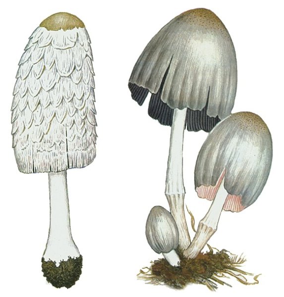 Грибы навозник скетчинг