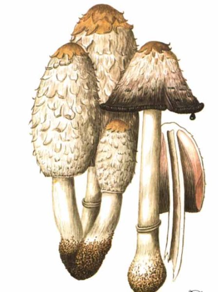 Гриб навозник лохматый копринус