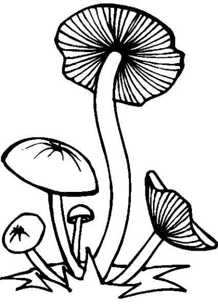 Ложный опенок раскрашенный