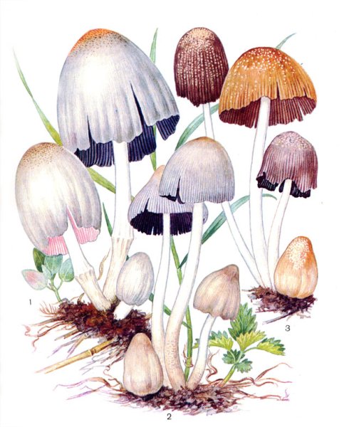 Навозник серый гриб