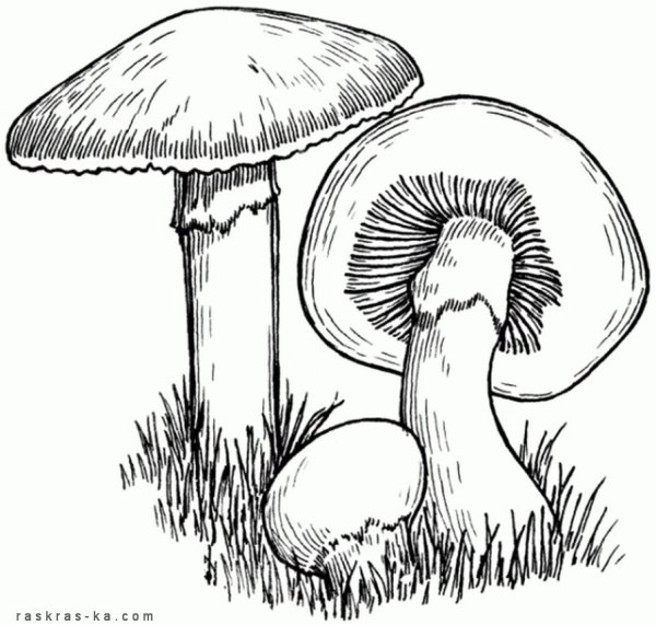 Бледная поганка раскраска