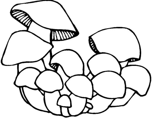 Грибы раскраска для детей