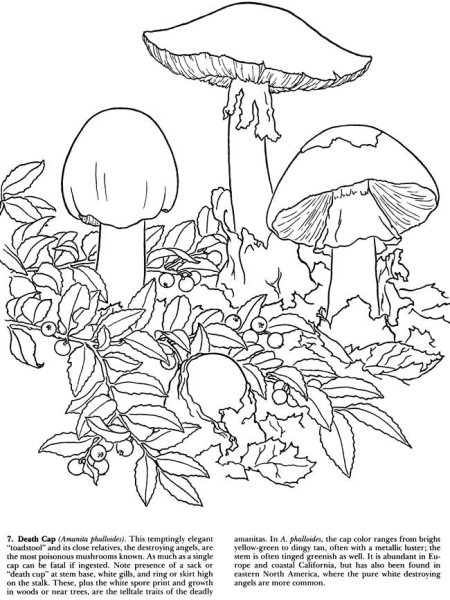 Раскраска грибы в лесу