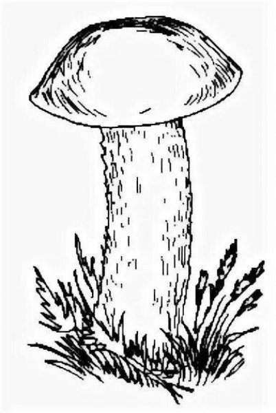 Подосиновик белый