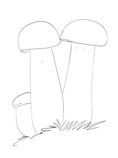 Подосиновик белый раскраска