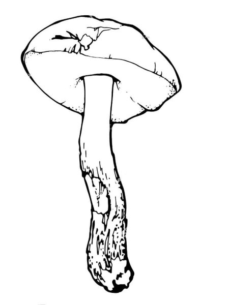 Подберезовик черно белые