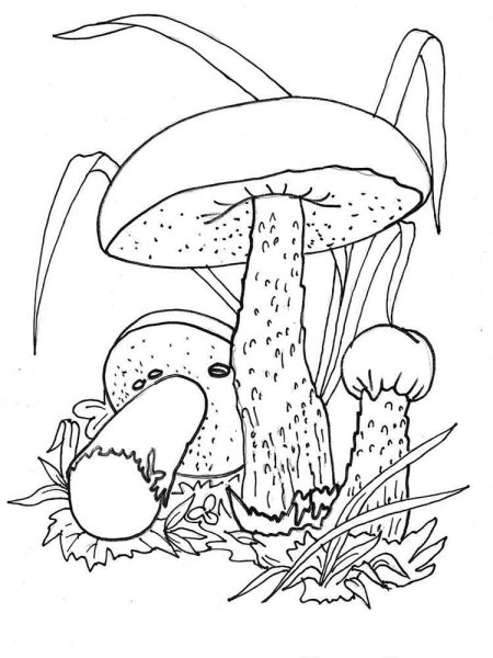 Раскраска гриб моховик