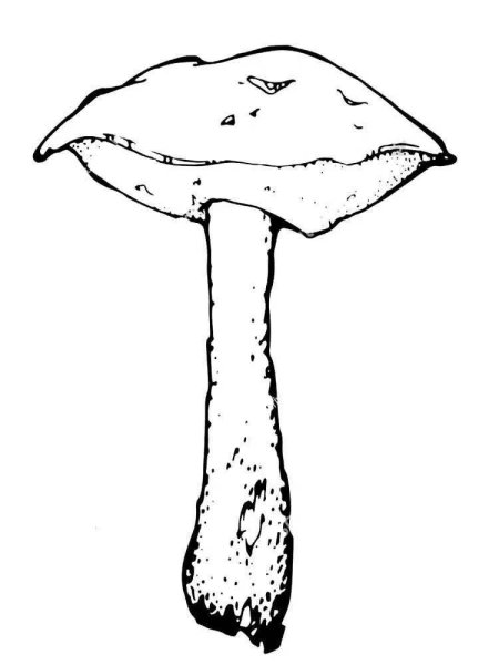 Раскраска грибов подберезовик