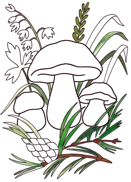 Рисунки грибов