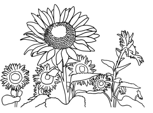 Подсолнух. Раскраска