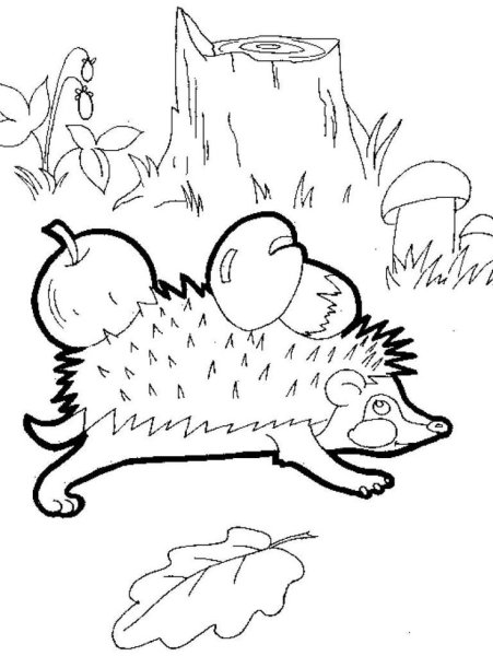 Ежик с грибами раскраска