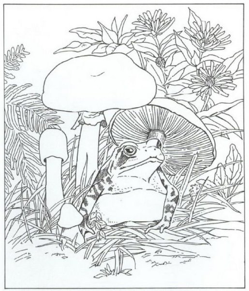 Раскраска лягушка с мухомором