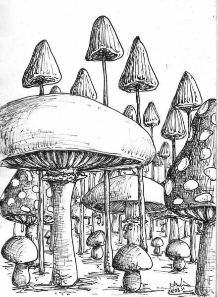 Грибы скетч