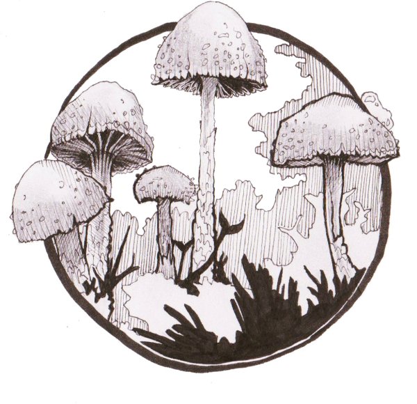 Грибы Графика