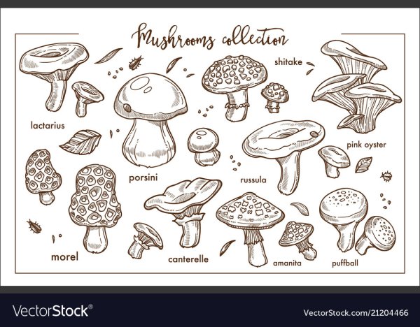 Съедобные и несъедобные грибы раскраска