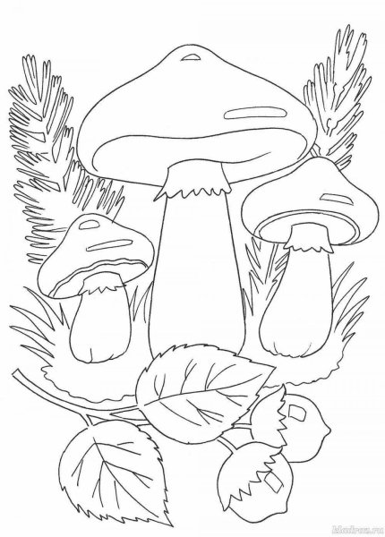 Осенние грибы раскраска для детей