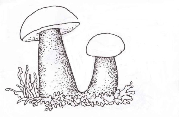 Гриб подосиновик раскраска для детей