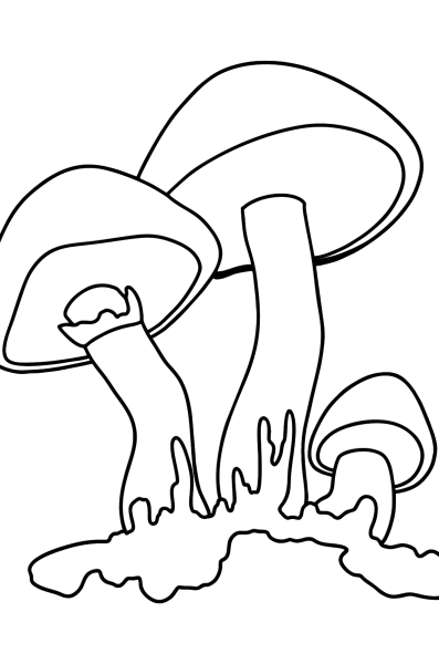 Гриб масленок раскраска для детей