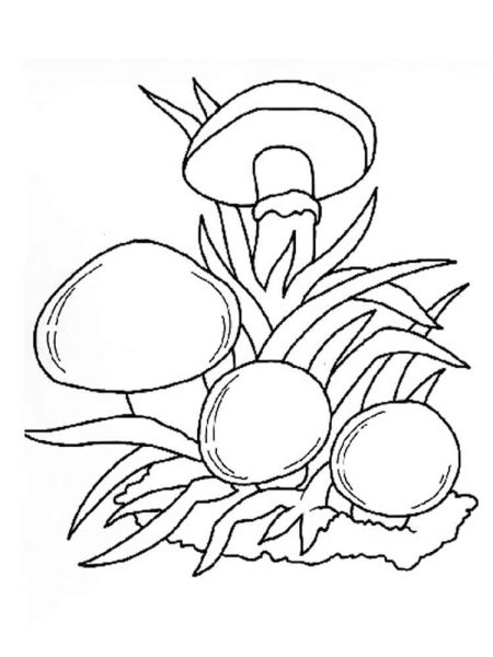 Грибы раскрасить масленок