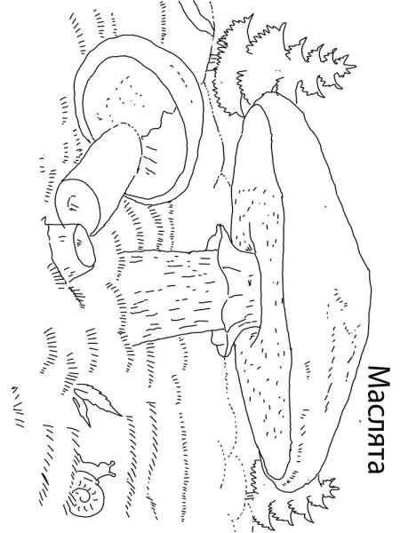 Масленок раскраска для детей