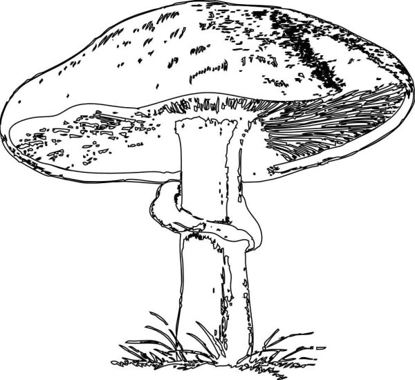 Раскраска гриб сыроежка