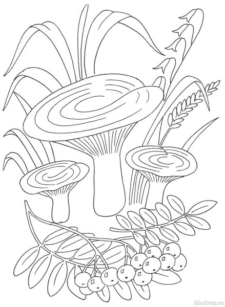 Гриб Рыжик раскраска для детей