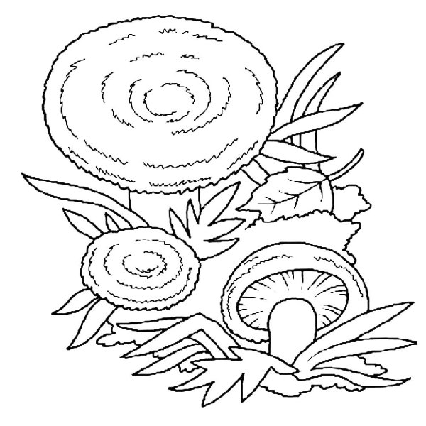 Волнушки грибы