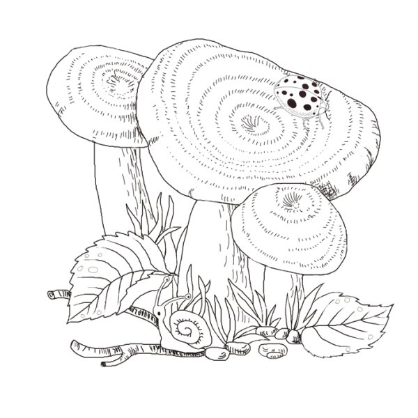 Гриб волнушка раскраска для детей