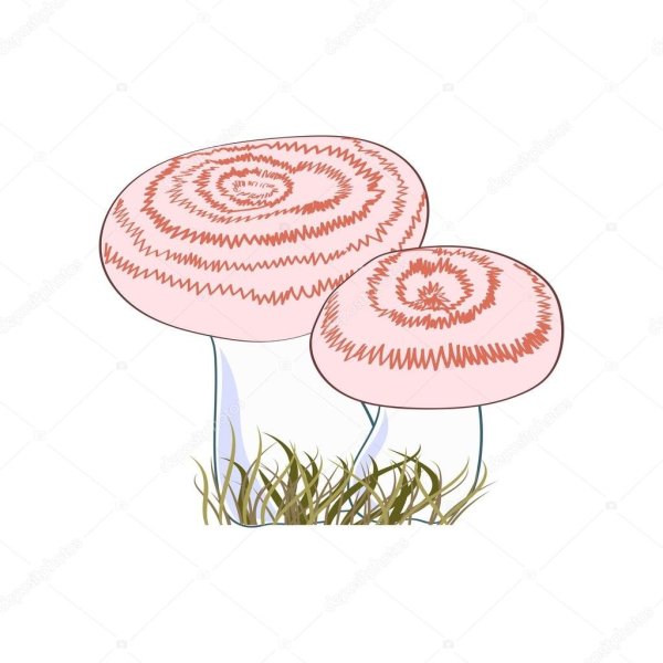 Рисование гриб волнушка