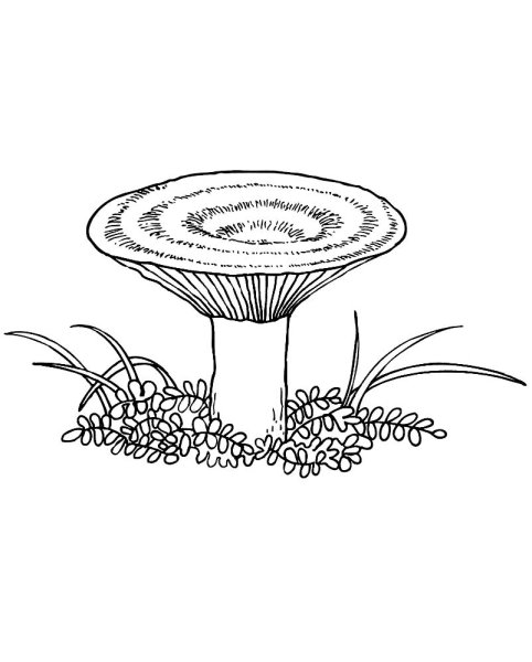 Груздь раскраска