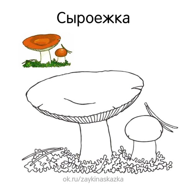 Раскраска гриб сыроежка